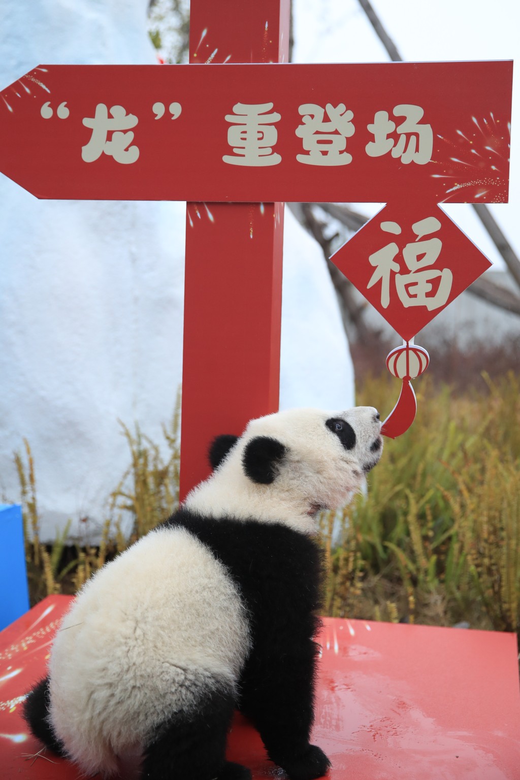 新生熊貓亮相向公眾拜早年。(新華社)