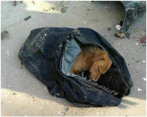 現場在電單車上，留下偷來的死狗、弓弩和毒鏢等物品。