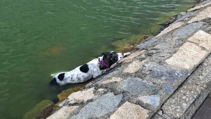 黑白狗狗墮湖，前肢抓緊岸邊石壆，下半身浸在水中。網上圖片