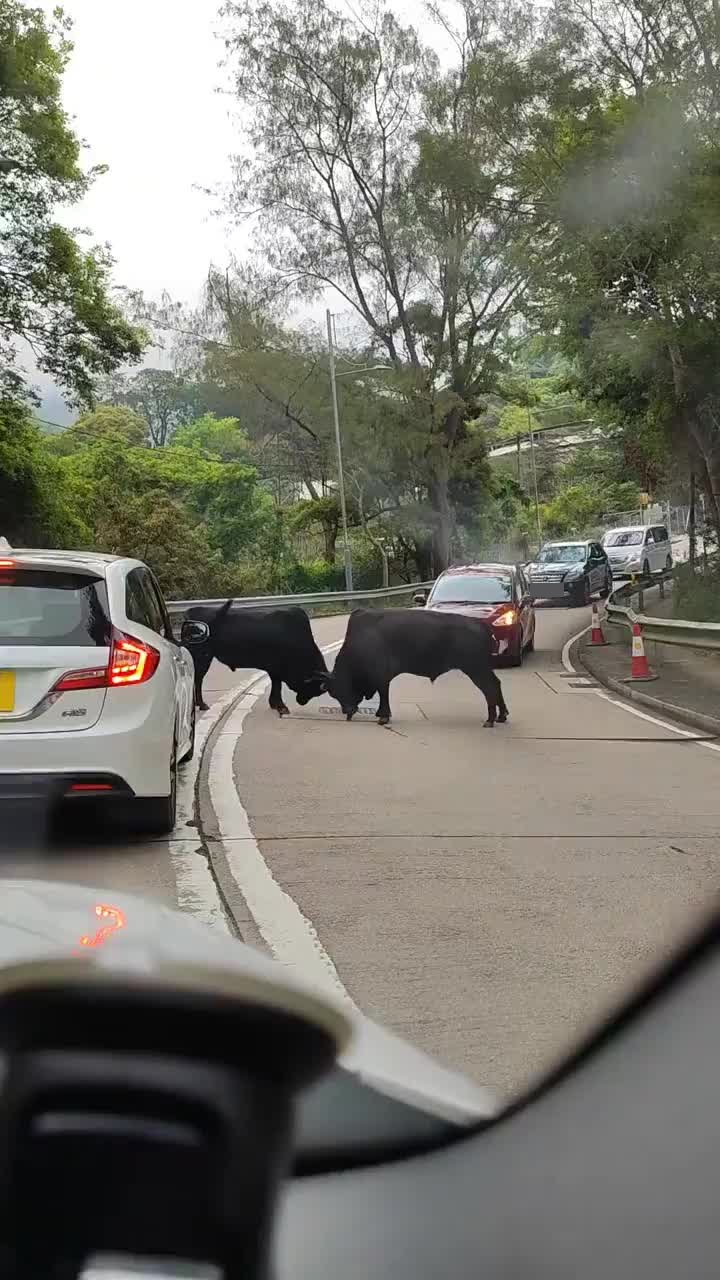 香港出现斗牛奇观，两头大黑牛在公路上角力。网上截图