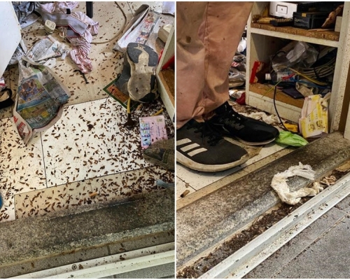 石硖尾邨竟惊现垃圾屋，不但整个单位都满布曱甴及木虱，而且还令邻居都遭殃。FB图片