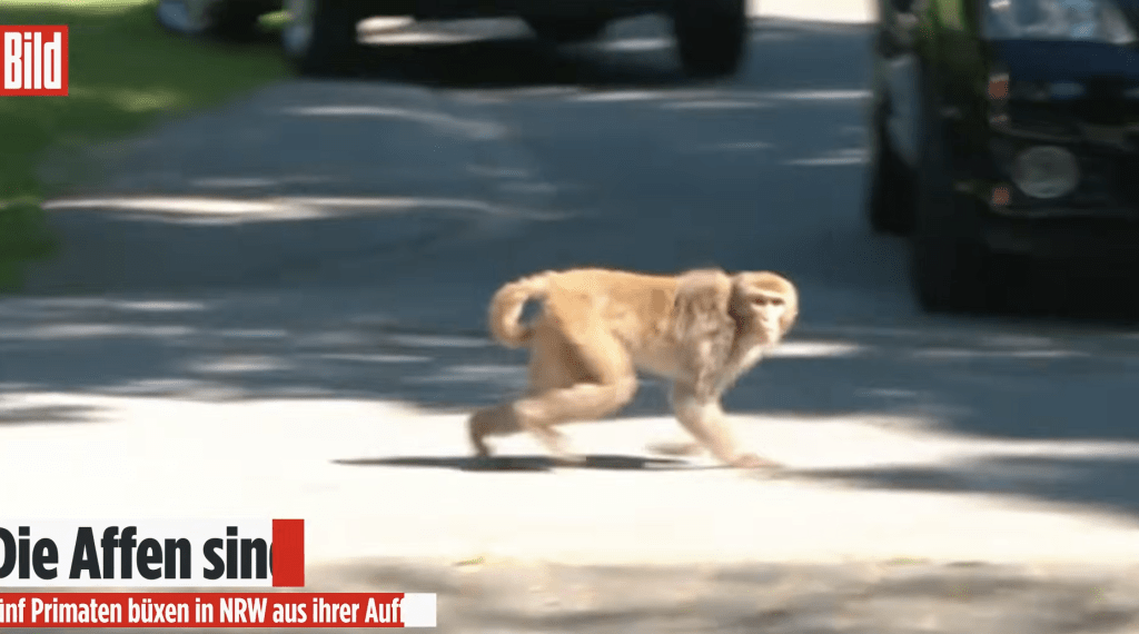 獼猴憑藉敏捷身手與到場包抄的警察和消防員大玩「捉迷藏」。