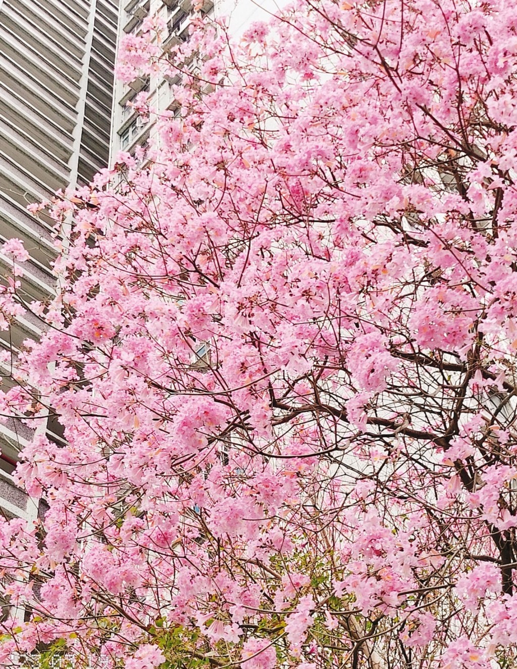 葵芳邨每年都會有紅花風鈴木盛放。（圖片來源：FB@香港風景分享組 Ada Hung 授權）
