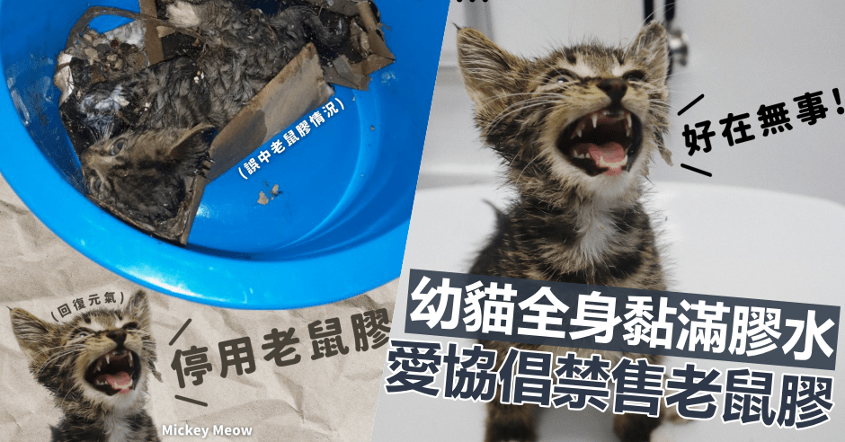 愛協倡禁售老鼠膠,避免悲劇重演。FB圖片