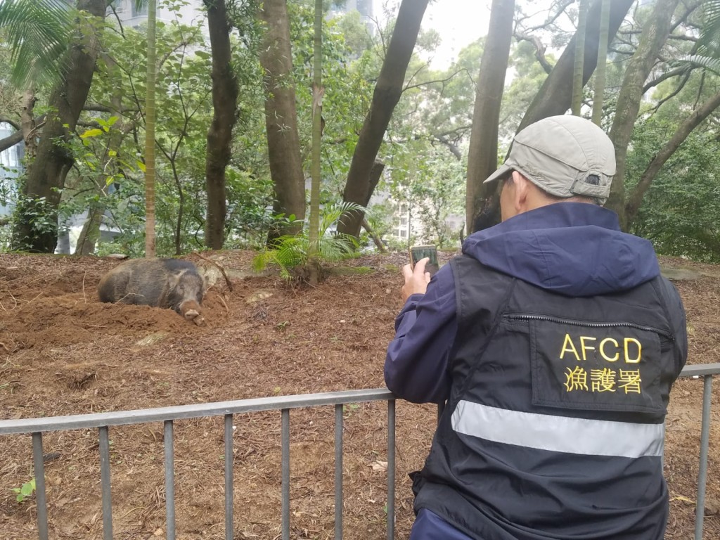 漁護署職員考慮使用麻醉槍, 捕捉該頭野豬。林思明攝