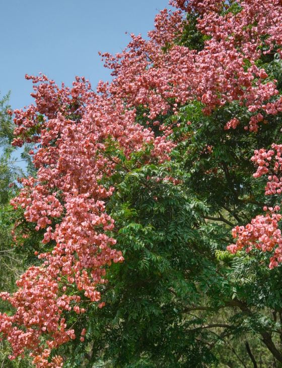 莲花山公园开满栾树花