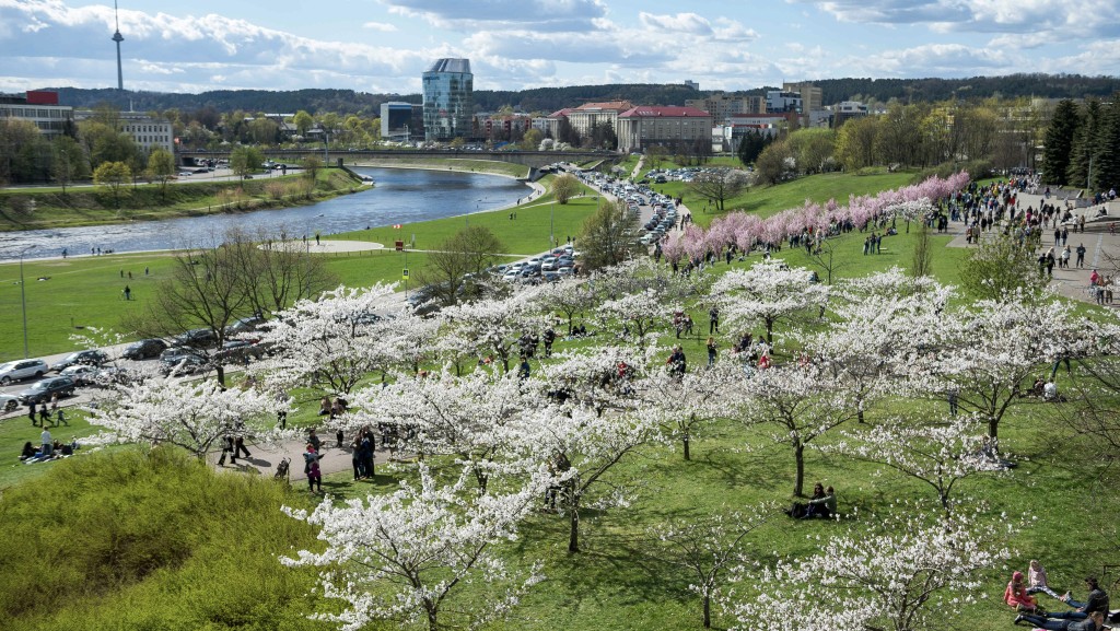 立陶宛首都維爾紐斯春天櫻花盛開。 新華社