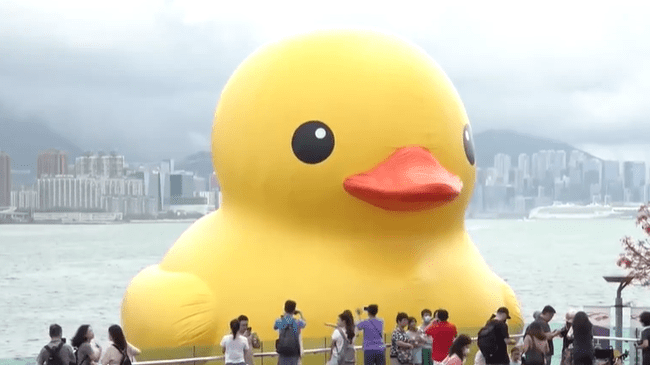 现时在维港展示的巨型黄鸭只剩一只，下午陆续有市民到场影相留念。资料图片