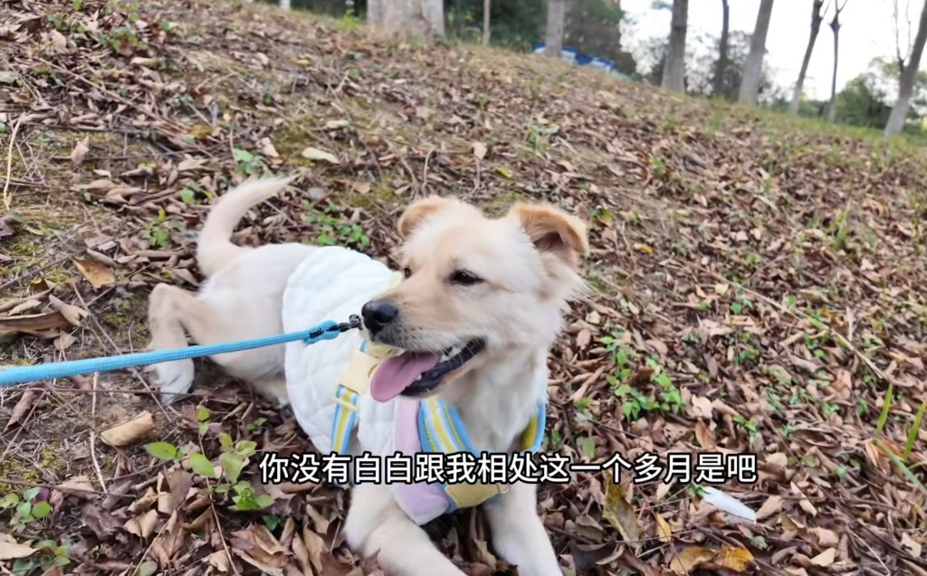 秦思雨长年救助流浪动物，因感染罕见真菌离世。