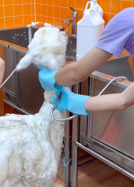 羊駝洗澡步驟繁瑣。 抖音/示意圖