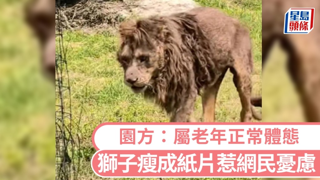 獅子瘦成紙片惹網民憂慮，山東菏澤動植物園否認虐待：屬老年正常體態。