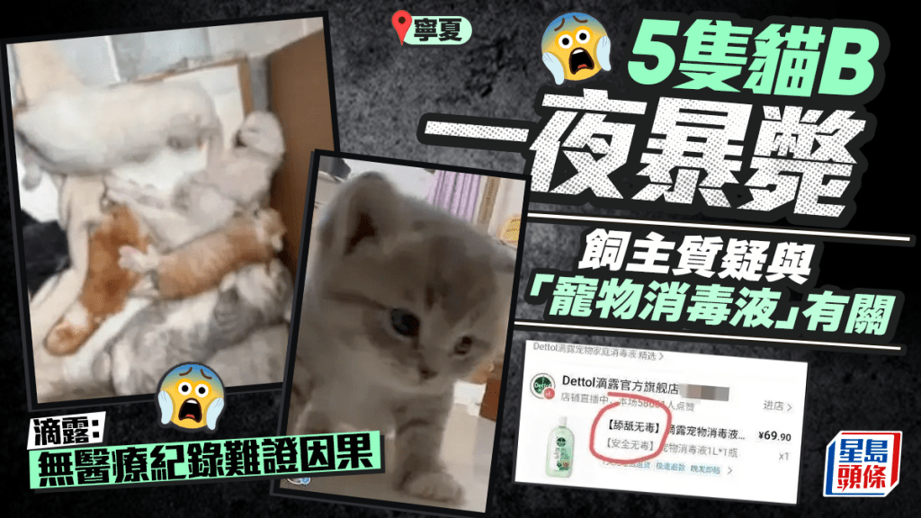 女子用「寵物消毒液」拖地後5幼貓死亡 滴露駁稱無驗屍無證據