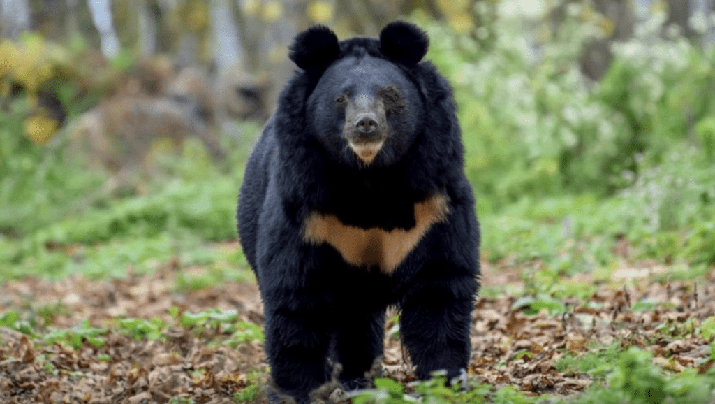 Instagram/@BearsinMind 