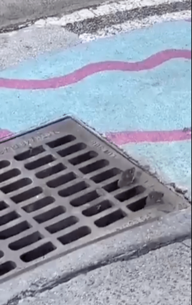 而近日網上也瘋傳2段大量老鼠出沒巴黎街頭的影片，從其中一段影片可見，老鼠從街道上的排水孔蓋竄出。