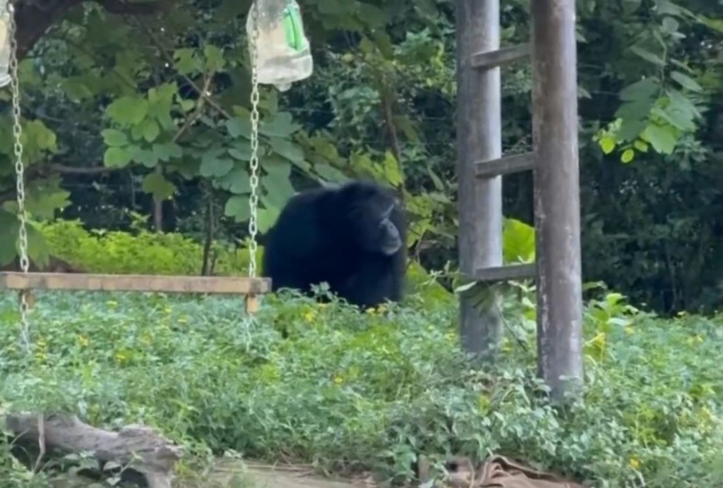 廣州長隆野生動物世界有黑猩猩向遊客掟石頭，有1歲幼童受傷。新京報