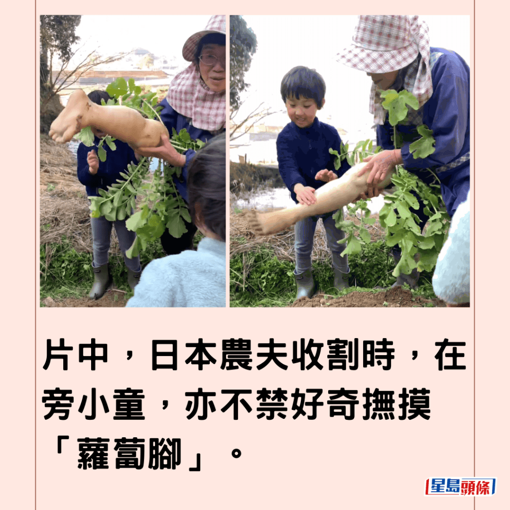 片中，日本農夫收割時，在旁小童，亦不禁好奇撫摸「蘿蔔腳」。