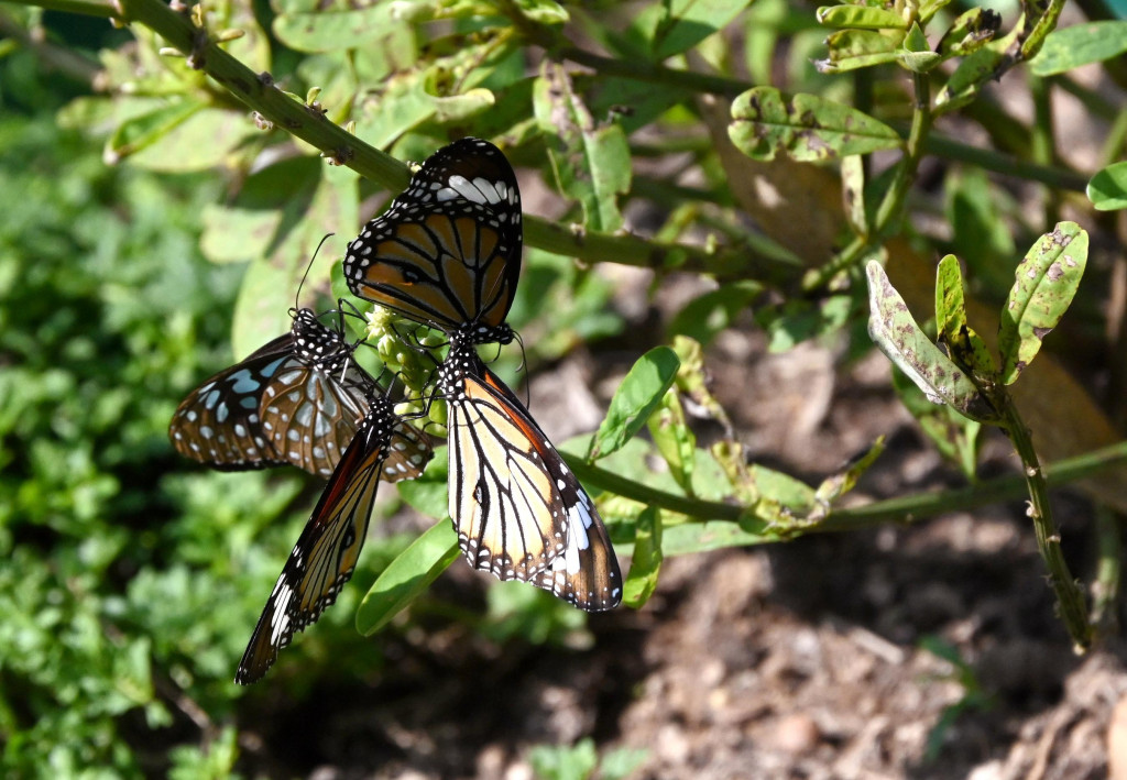 蝴蝶園讓小朋友有機會近距離欣賞蝴蝶起舞。