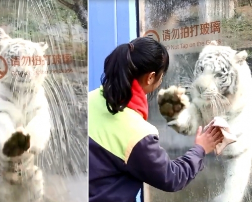 網圖。