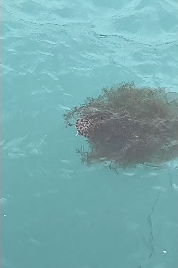 有巿民發現一頭淡水巴西龜在鰂魚涌寵物公園對開載浮載沉，懷疑被人放生入海，其間被水草纏住動彈不得。(影片截圖)