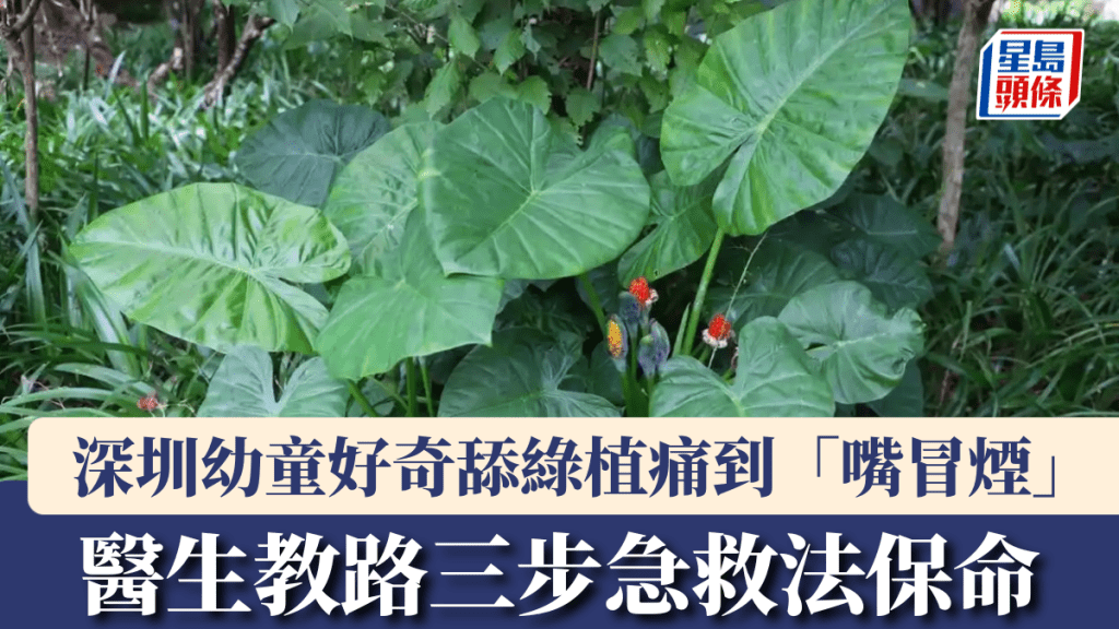 深圳幼童好奇舔了滴水觀音痛到「嘴冒煙」。