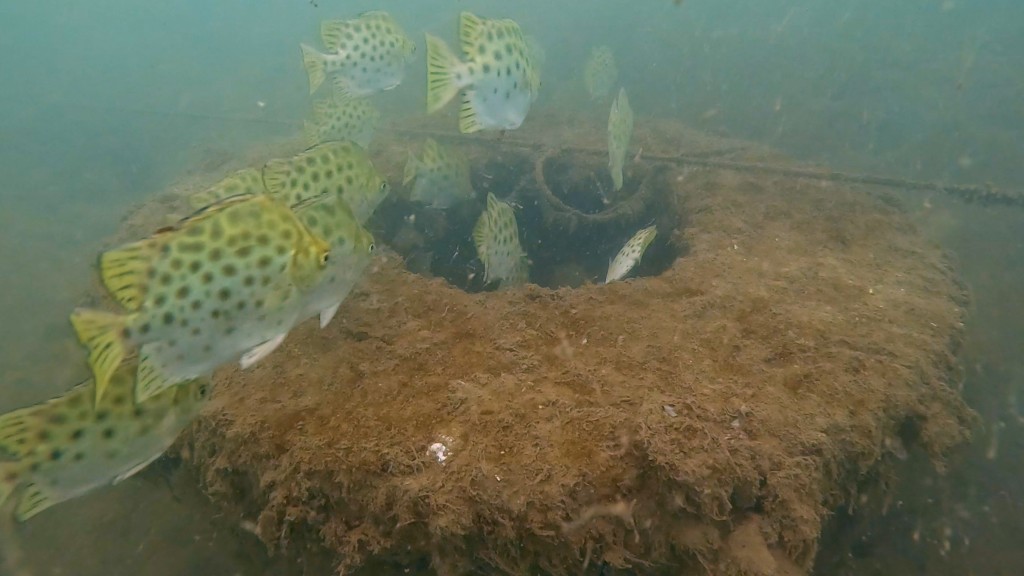 人工魚礁，表面粗糙，有大小不一的坑洞，模擬天然珊瑚礁的結構，方便大小不同的魚類進出。機管局圖片