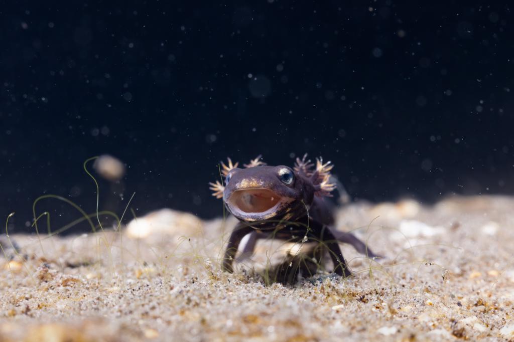  幼體瘰螈，頭頂長有星星狀柱角，外形可愛。
