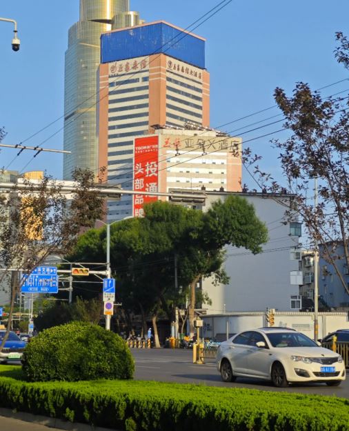 濟南街頭出現一棵外形似暴龍的恐龍樹。抖音