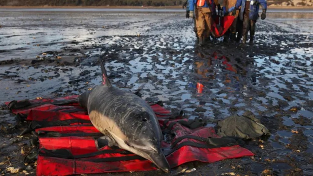 美國麻省有125條海豚集體擱淺，逾百救援人員努力協助牠們脫困。美聯社
