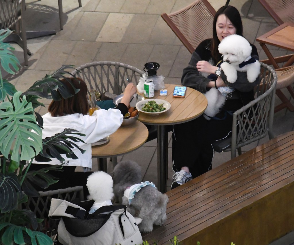 容許狗隻進入食肆的新措施後日( 9日 )正式實施。資料圖片  ​