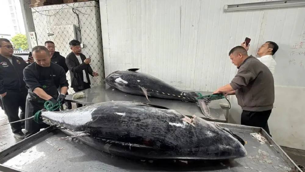 浙江漁民捕獲兩條巨型藍鰭吞拿魚。