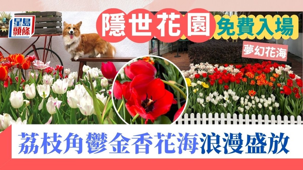 賞花好去處｜荔枝角鬱金香花海浪漫盛放！市區隱世小花園免費入場　8大市區賞花好去處