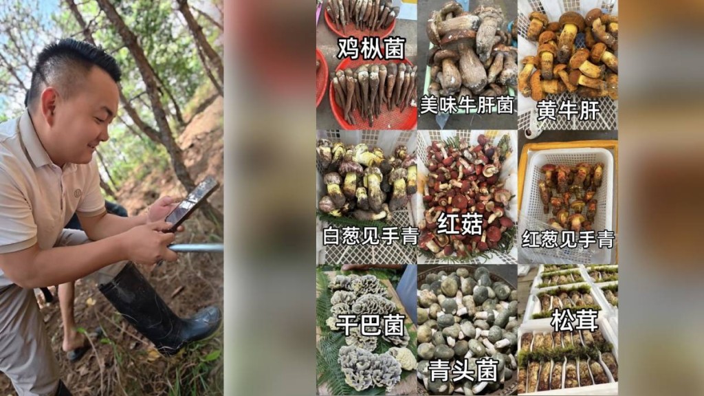 雲南民眾使用AI幫助到深山找野生菌。抖音