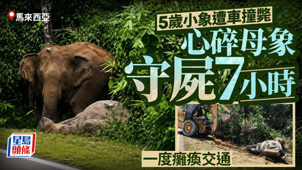 馬國五歲小象遭車撞斃 心碎母象守屍七小時堵路
