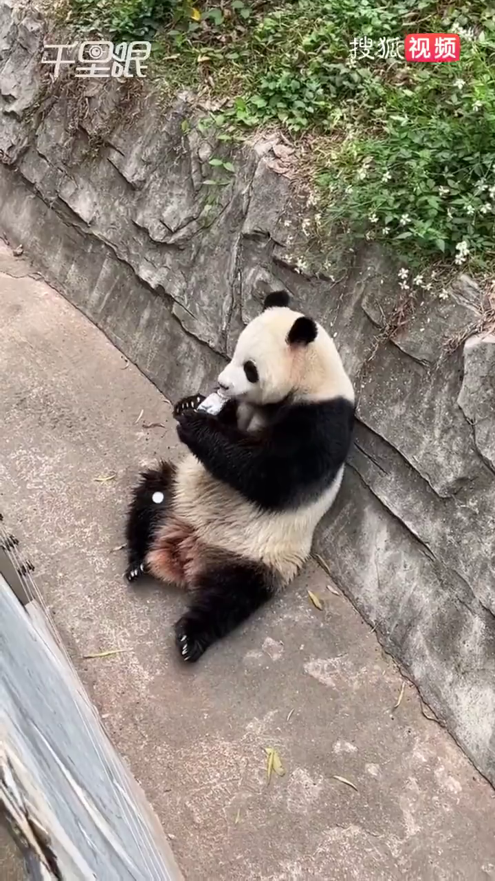 大熊猫雅一用舌头舔饮料。