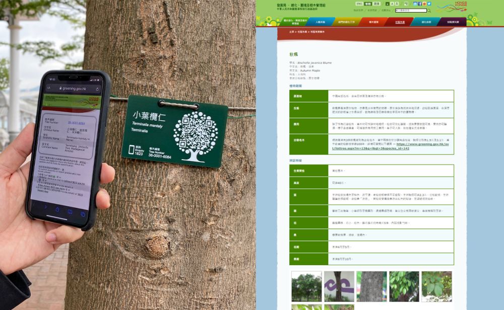 市民掃描「樹牌」上的二維條碼，便可獲取更詳盡資訊。