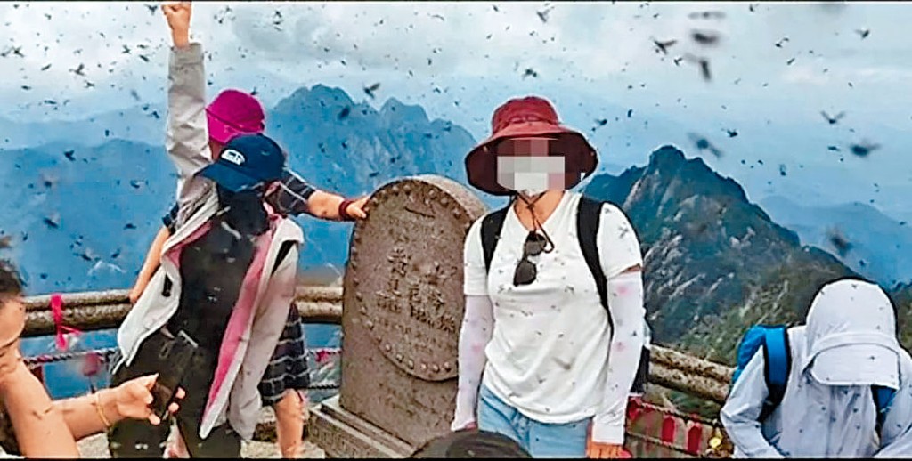 大量飛蟲環繞在遊客周圍。