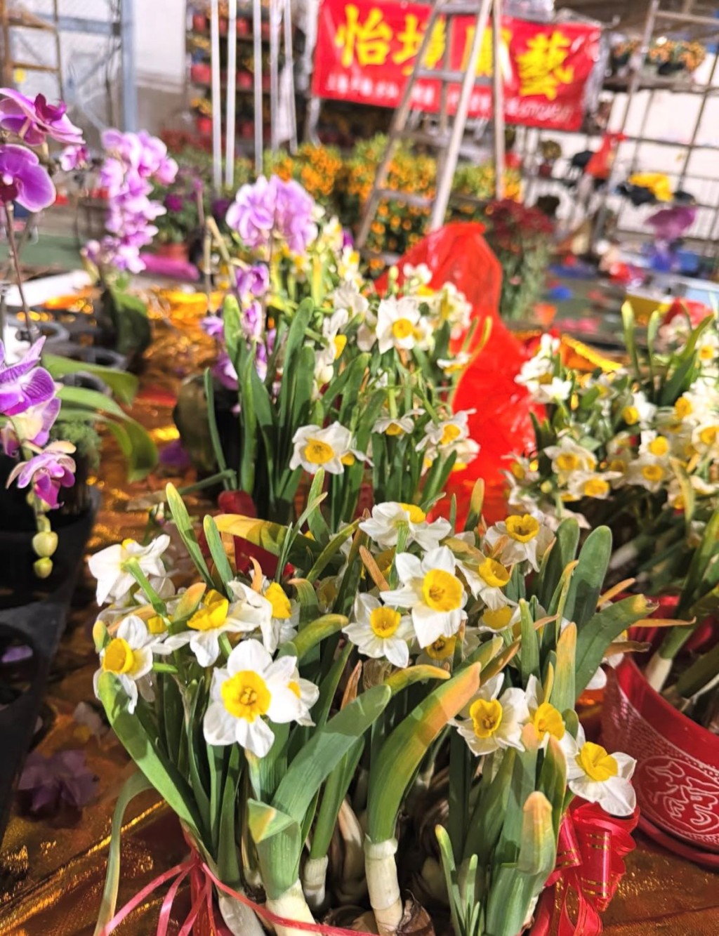 姜濤又影了不少花，好應節！