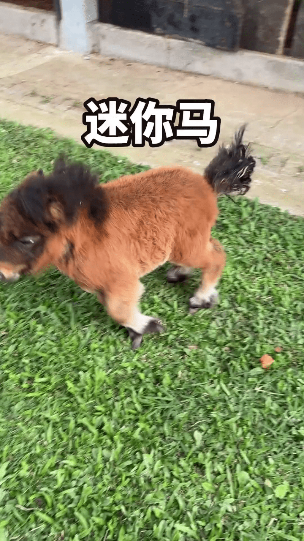 迷你馬在內地社交平台上爆紅。 迷你馬在內地社交平台上爆紅。