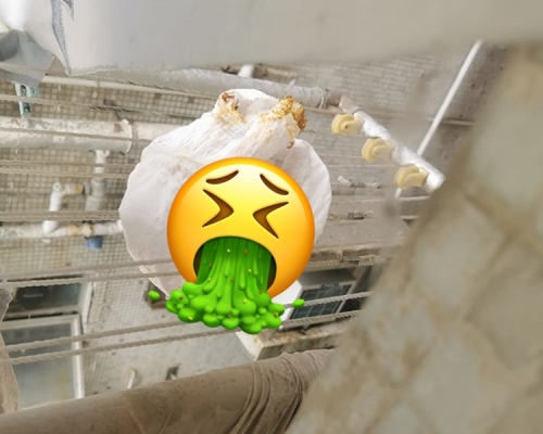 晾衣架上有紙尿片。青衣街坊吹水會FB