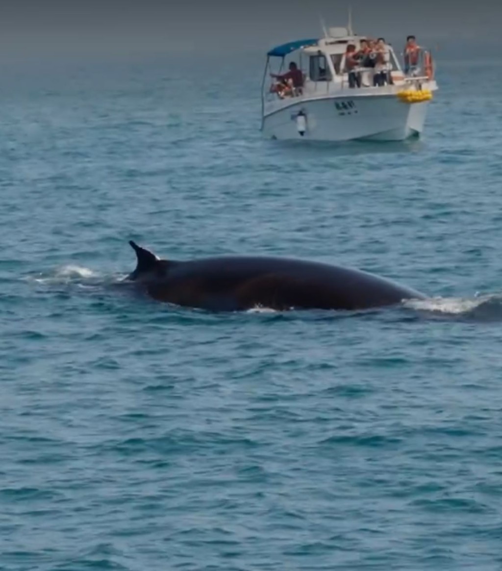 广西涠洲岛游客极近距离观鲸，导致鲸鱼周身伤痕。小红书＠苍澜