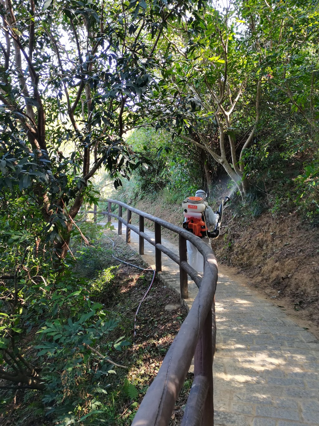 青衣自然徑現傳播鏈,食環署至今已進行49次霧化滅蚊行動。 青衣自然徑現傳播鏈,食環署至今已進行49次霧化滅蚊行動。