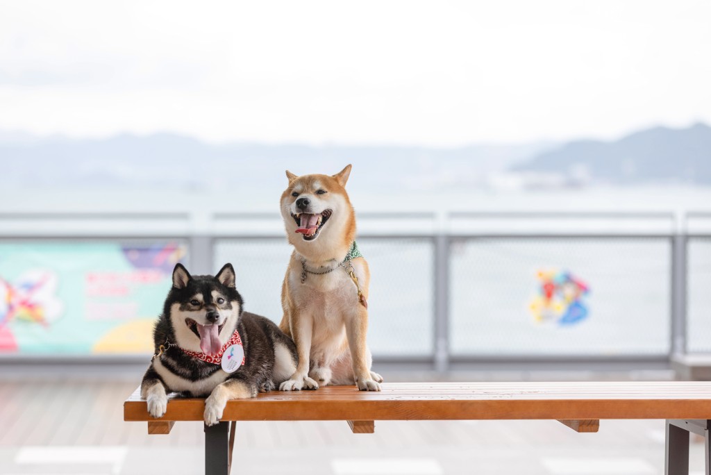 海濱好去處｜訓犬師解讀狗狗　是次活動不但歡迎狗主參加，更希望鼓勵較少接觸狗隻的人士參與。