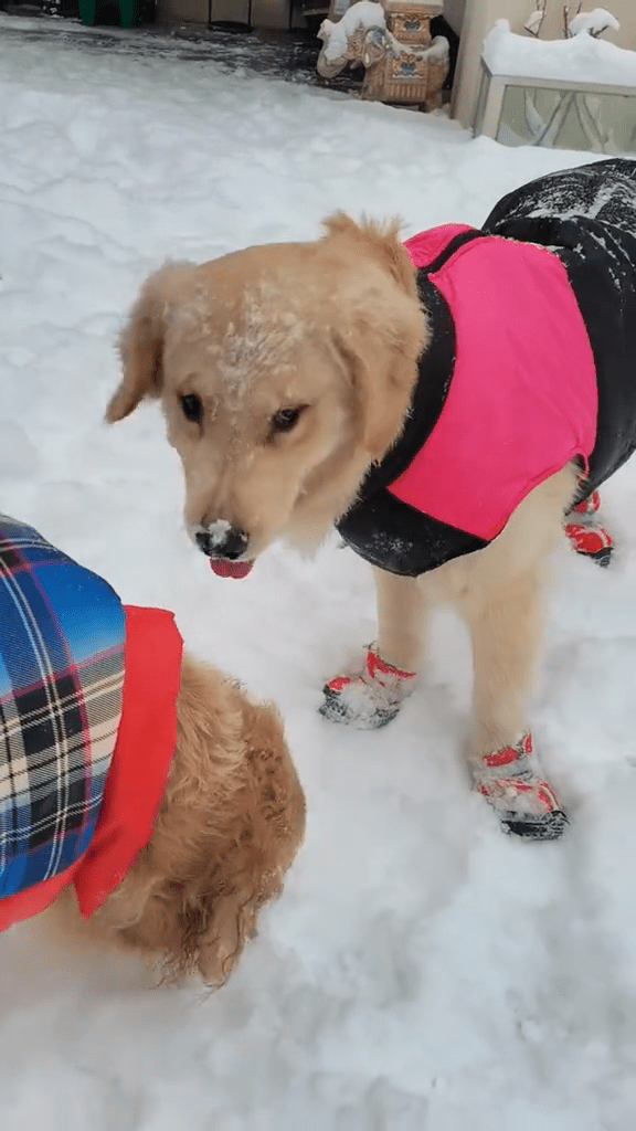 周海媚的宠物周齐齐抖音在昨日傍晚更新在雪中玩耍的影片，所以不少网民都认为只是误传死讯。