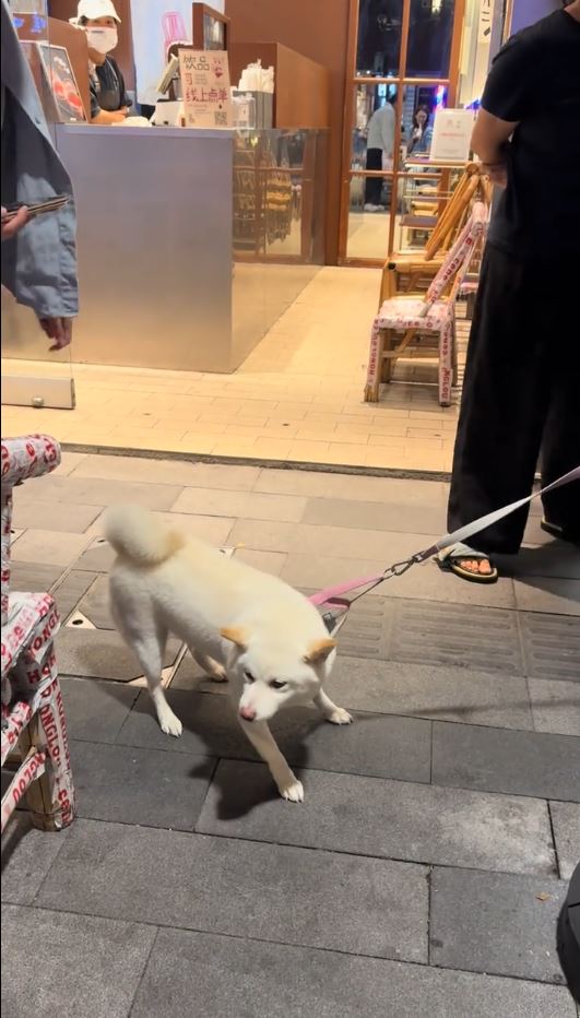 糖糖在十全街頗有人氣，是知名的為食狗。抖音