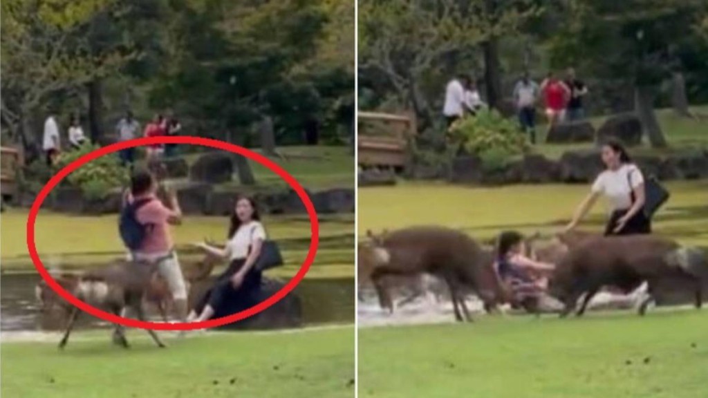 奈良公园过去曾传出有鹿只攻击游客事件。X@hezuruy