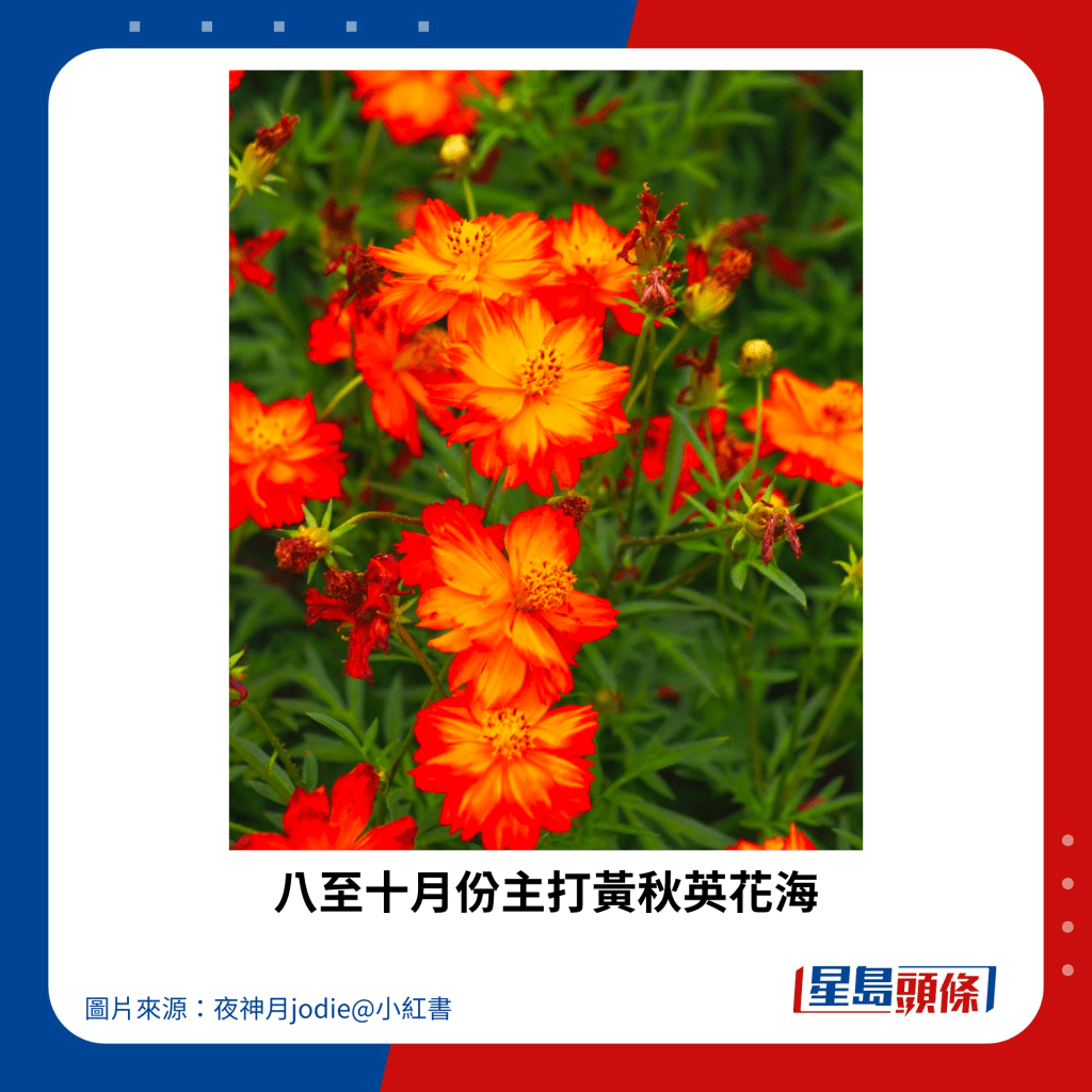 八至十月份主打黃秋英花海。