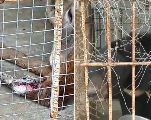 江蘇宿遷動物園梅花鹿傷口疑腐爛生蛆蟲,黑熊被鐵線綁嘴,自然資源局回應已責令其整改。(網圖)