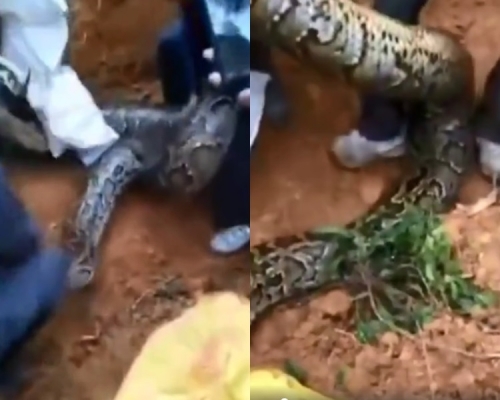 佛山塘角村有巨型蟒蛇出沒。網圖