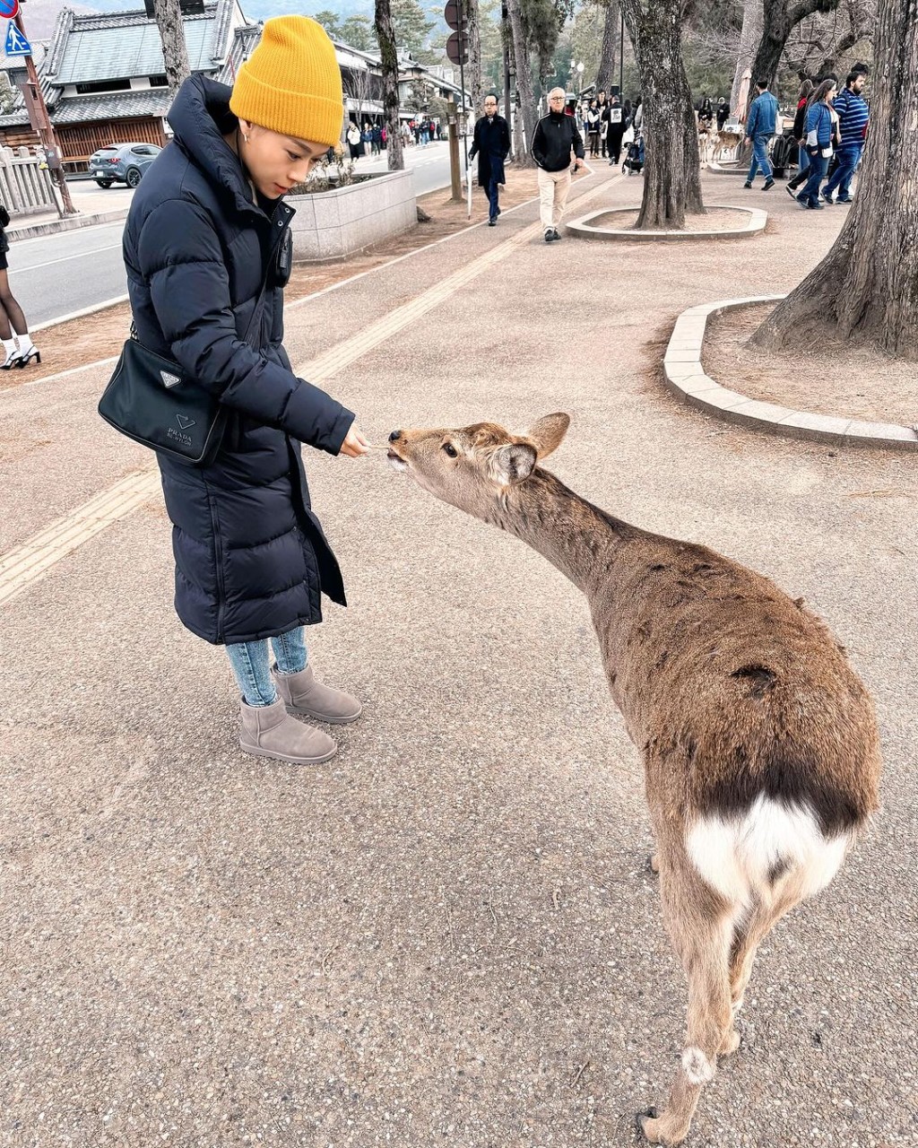 黃心穎去了奈良公園餵鹿。