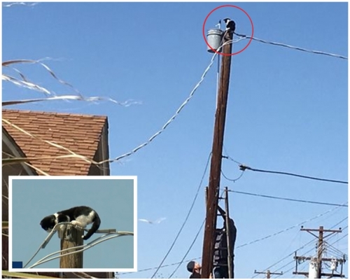 小貓爬上一條架空電線桿的桿頂,無法爬回地面。網圖